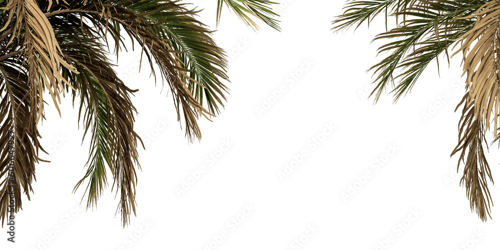 Palm tree in 3d rendering isolated