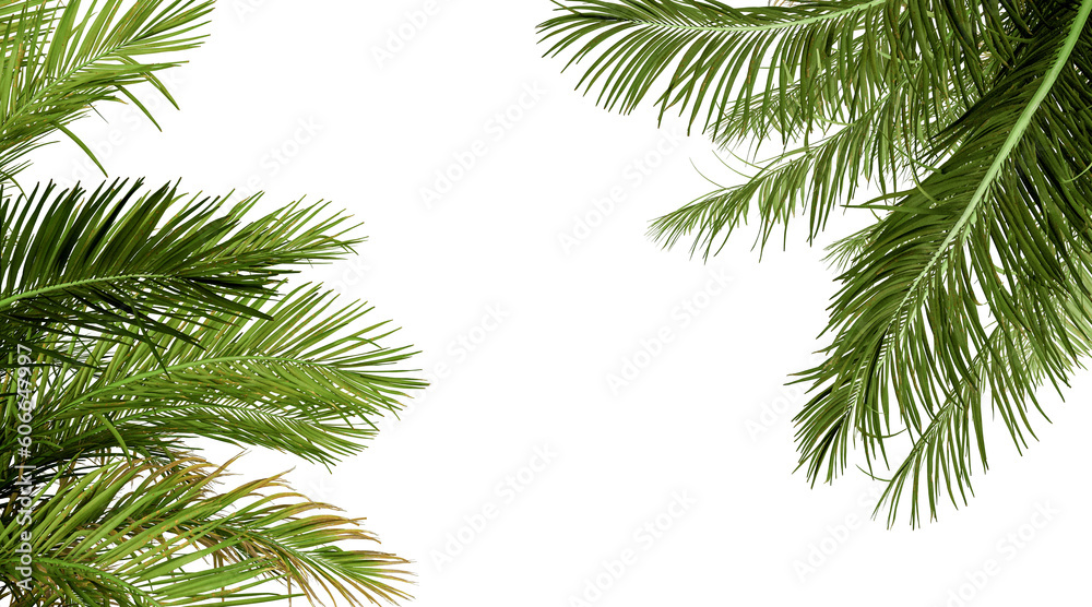 Palm tree isolated on white