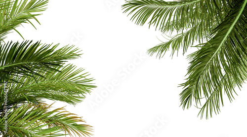 Palm tree isolated on white © D85studio