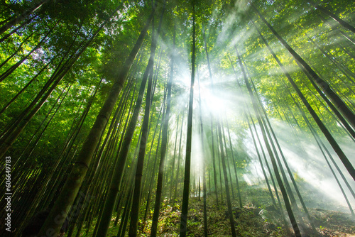 bamboo forest in Vietnam