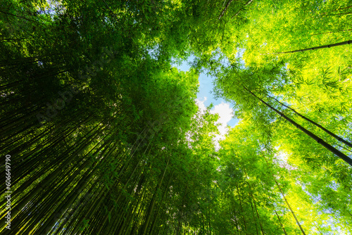 bamboo forest in Vietnam © cristaltran