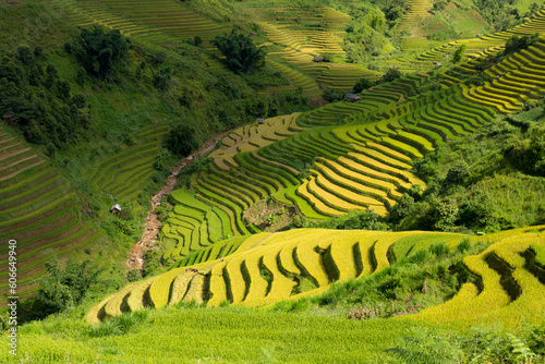 terraces rice fields in vietnam