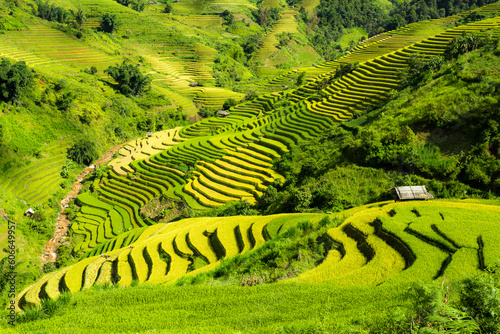 terraces rice fields in vietnam