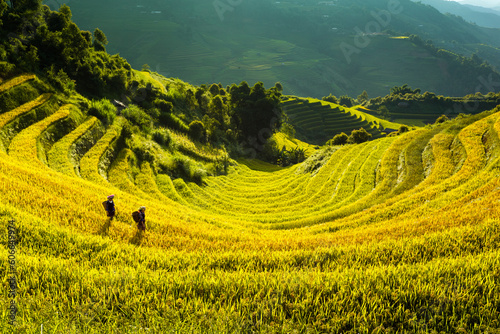 terraces rice fields in vietnam