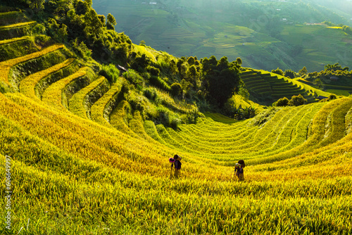 terraces rice fields in vietnam