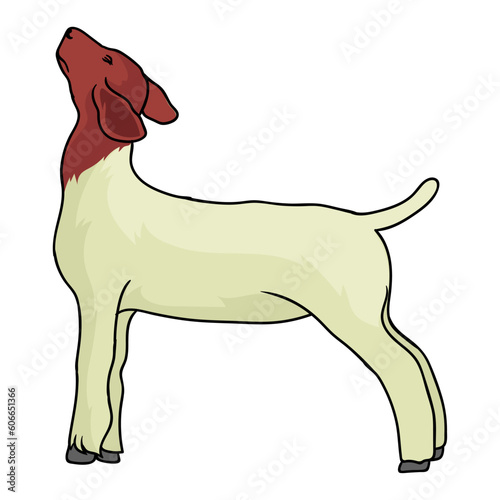 goat livestock show with the right position during judging