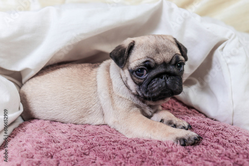 Cute pug, a pug breed dog lies in a blanket on a white bed in the bedroom.