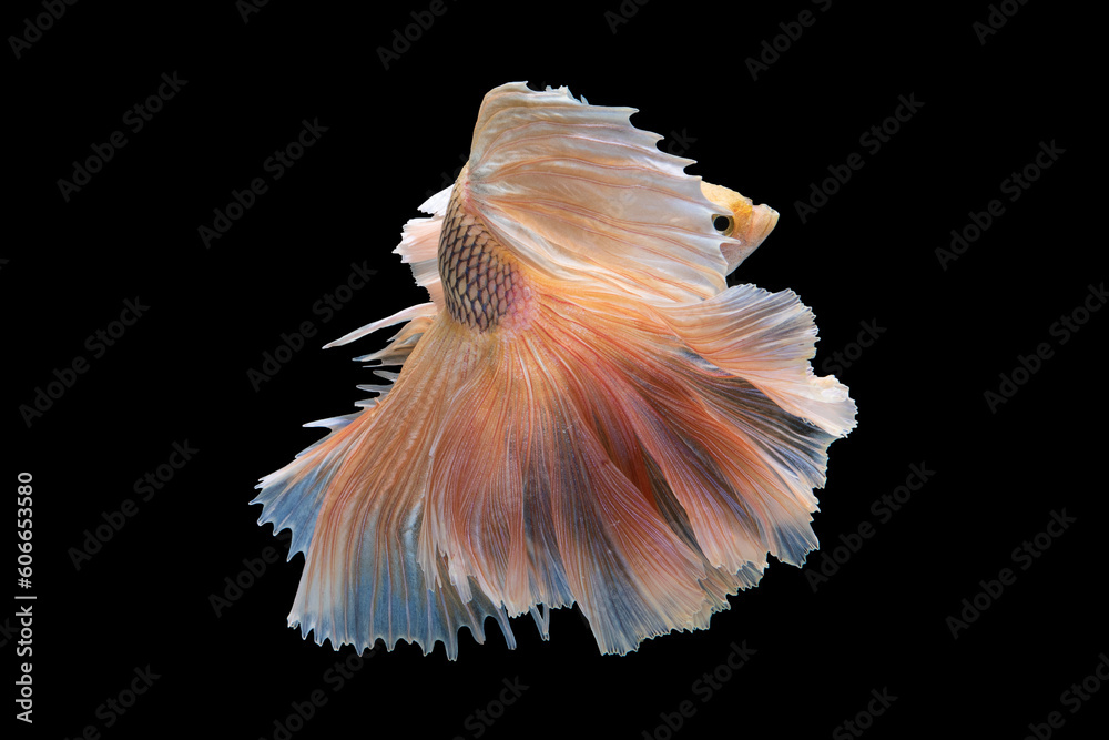 The vibrant hues of the betta fish seem to illuminate the darkness as it swims elegantly on the black background creating a mesmerizing visual spectacle.