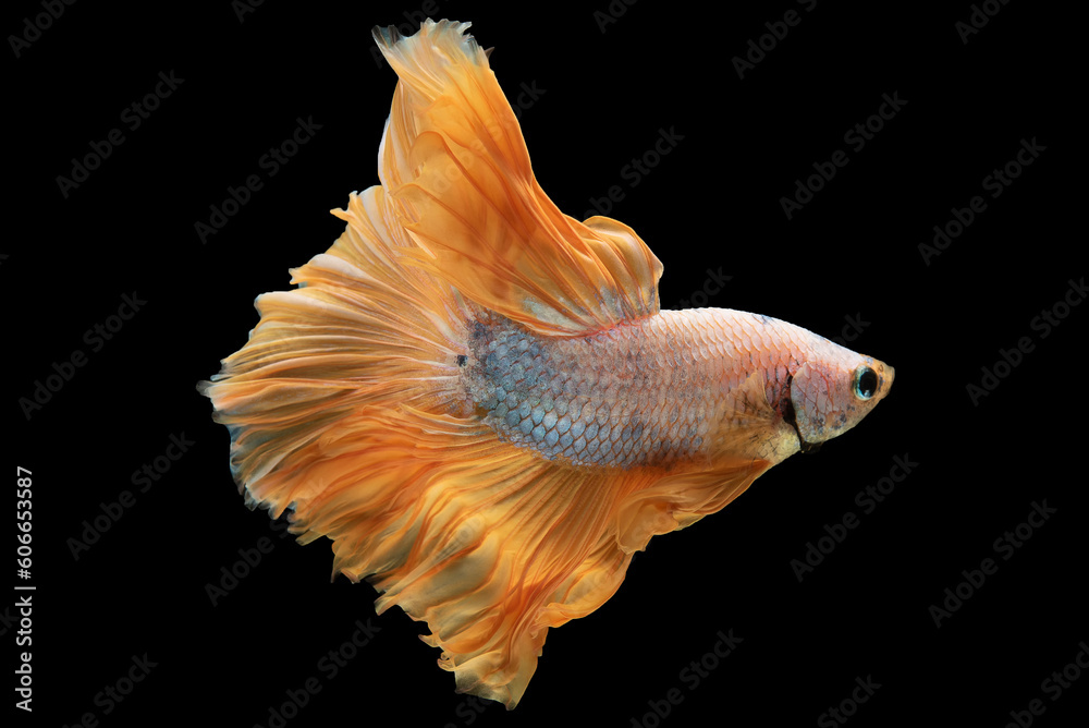 Yellow betta fish's vibrant colors shimmer and reflect light creating a captivating and mesmerizing display. Yellow betta fish's vibrant colors shimmer and reflect light creating a captivating and mesmerizing display.
