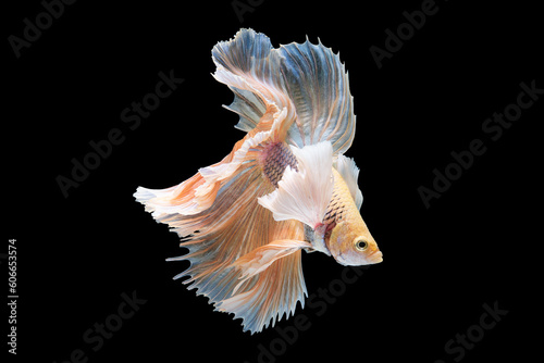 The contrasting colors of the bright betta fish against the black background create a stunning visual display highlighting its radiant and captivating presence.