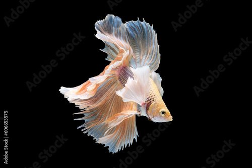The beautiful bright betta fish gracefully glides through the water on the black backdrop showcasing its radiant and captivating presence.