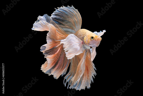 Beautiful bright betta fish gracefully navigates the water against the black backdrop is truly mesmerizing.