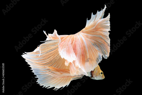 Multi colored betta fish gracefully through the water forming a breathtaking display of beauty and elegance. © DSM