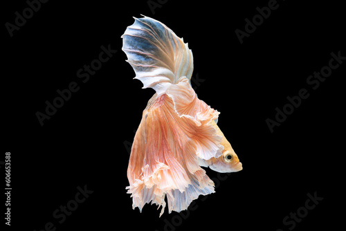 A stunning white betta fish gracefully glides through its aquatic domain captivating with its beauty against a captivating background.