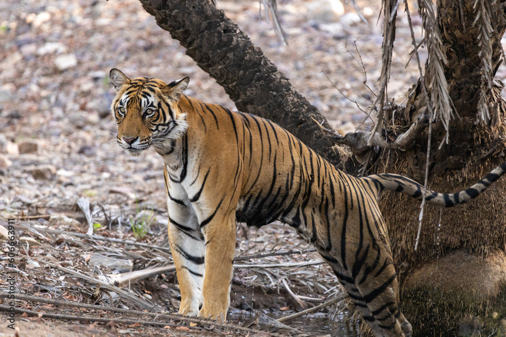 Fototapeta premium The Bengal Tigers at Ranthambore , Rajasthan
