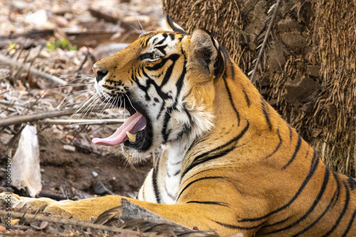 The Bengal Tigers at Ranthambore , Rajasthan