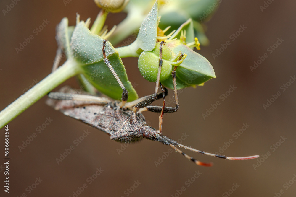 Dicranocephalus albipes true bug feeding from a green plant on a sunny day Dicranocephalus albipes true bug feeding from a green plant on a sunny day