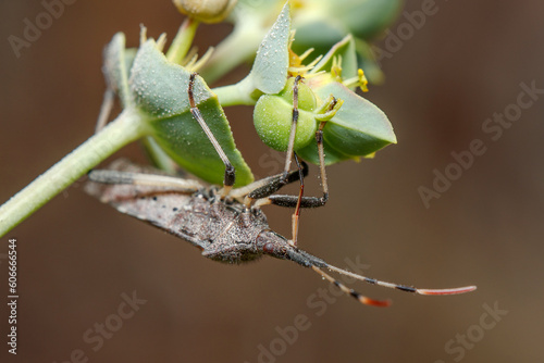 Dicranocephalus albipes true bug feeding from a green plant on a sunny day