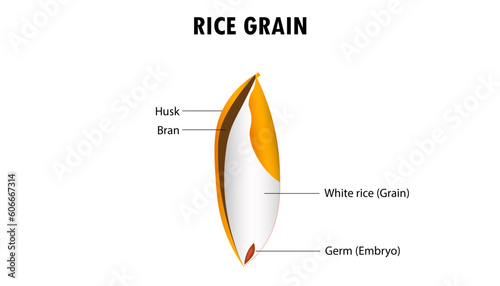 Diagram of the parts of a Rice grain