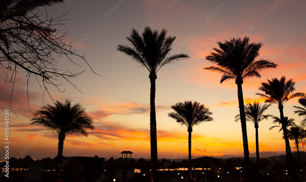 Silhouettes of palm trees at sunset.