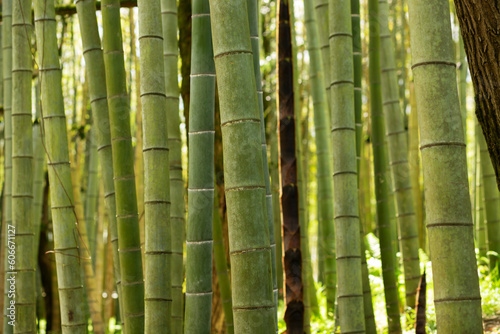 Green bamboo forest, Bamboo plantation