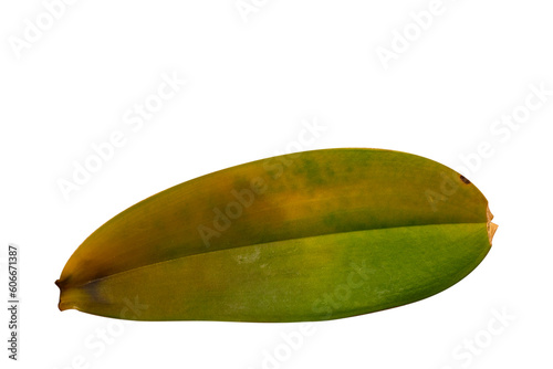 Disease on the leaf of an orchid. Close up on white background. Phalaenopsis