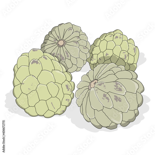 vector of three green srikaya fruits photo