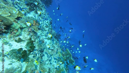 Colourful tropical fish swimming and shoaling over coral triangle reef marine ecosystem in crystal clear ocean, scuba diving in Timor-Leste, Southeast Asia photo