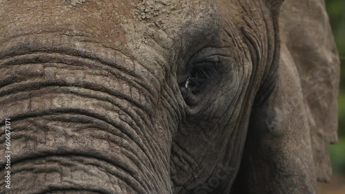 Extreme close-up on African elephant face with rough wrinkled gray skin