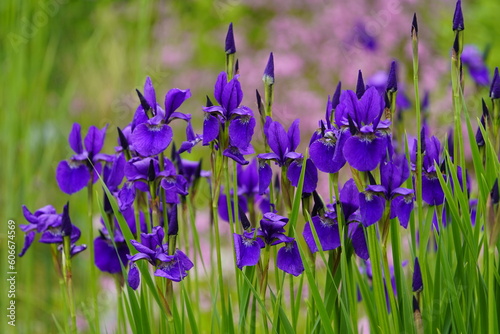 Iris sibirica (commonly known as Siberian iris or Siberian flag), is a species in the genus Iris. Iridaceae family. Hanover – Berggarten, Germany. 