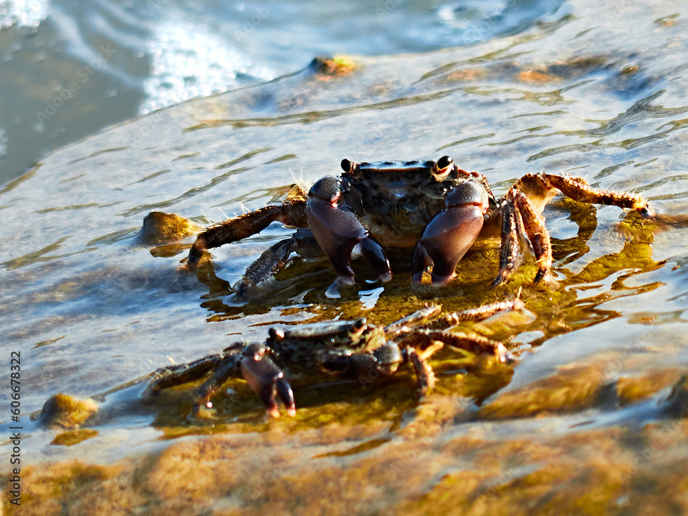 Crabs on a rocky sea shore.