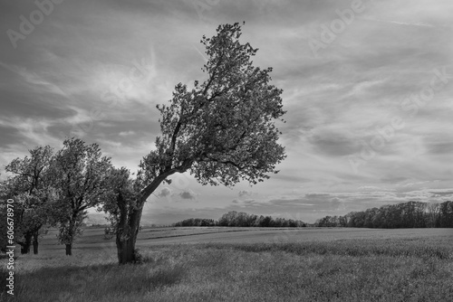 Crooked Tree and Spring Landscape in the Mostviertel Region or Alpenvorland in Lower Austria in Monochrome Black and White