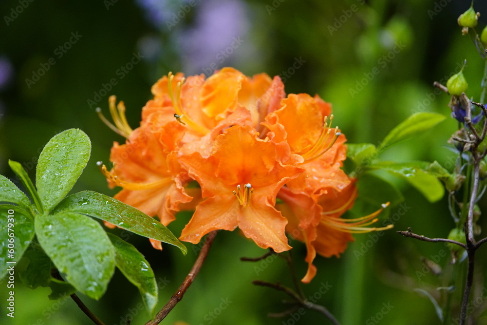 Obraz premium Rhododendron prinophyllum „Manarin Lights“ Ericaceae family. Hanover – Berggarten, Germany.