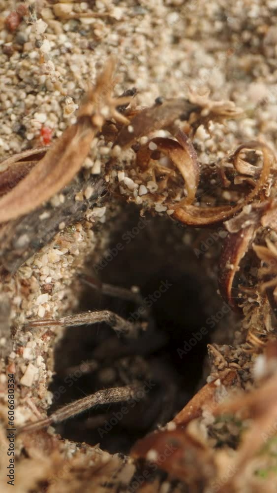 The camera slowly approaches the burrow in the sand, and suddenly, a spider rushes out from it. Macro dolly shot. Vertical video. The camera slowly approaches the burrow in the sand, and suddenly, a spider rushes out from it. Macro dolly shot. Vertical video.