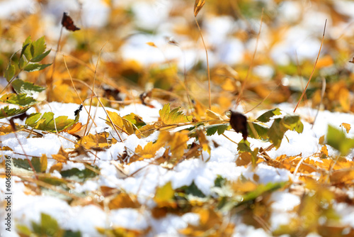 Fallen leaves in the snow