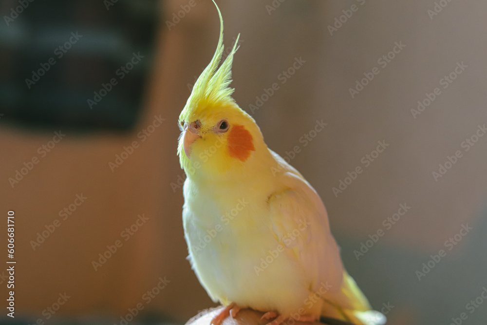 Fototapeta premium Yellow cockatiel parrot.Cute cockatiel.Home pet parrot.The best cockatiel.Beautiful photo of a bird. Ornithology.Funny parrot.Cockatiel parrot. Home pet yellow bird.Beautiful feathers.Love for animals