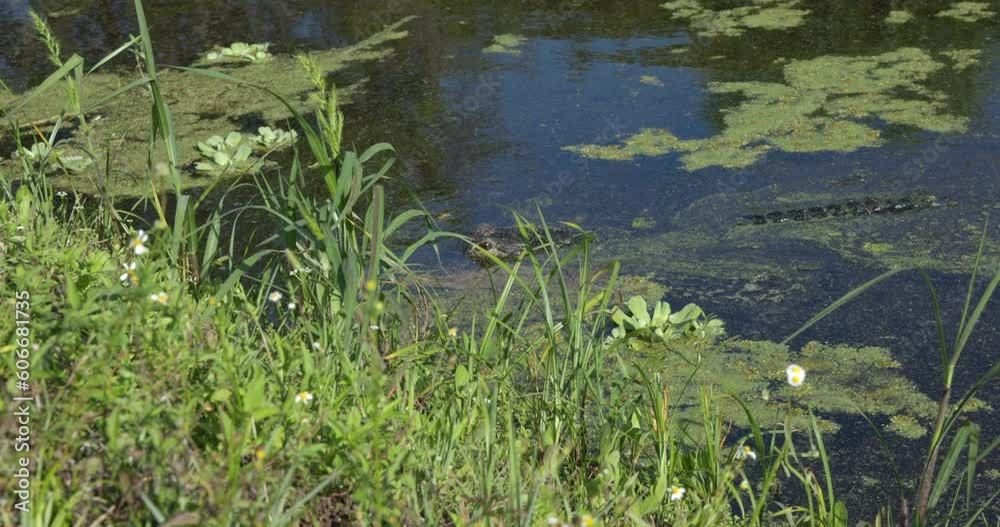 Alligator just below surface of water inches closer to shore - dangerous animals Alligator just below surface of water inches closer to shore - dangerous animals
