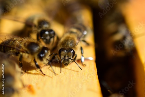 Honigbiene in Frontalansicht, close up im Bienenstock