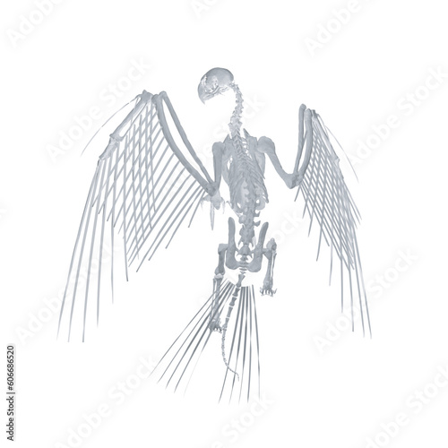 Pteronodon skeleton cartoon, Vector skeleton of extincted ancient flying reptile Pteranodon. Isolated on white background. Polygonal 3d model..