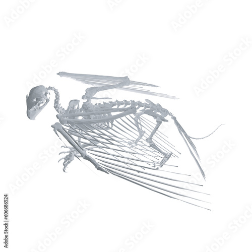 Pteronodon skeleton cartoon, Vector skeleton of extincted ancient flying reptile Pteranodon. Isolated on white background. Polygonal 3d model.. © German Ovchinnikov