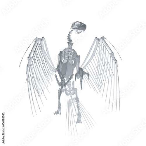 Pteronodon skeleton cartoon, Vector skeleton of extincted ancient flying reptile Pteranodon. Isolated on white background. Polygonal 3d model.. photo