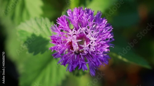 Trigona leviceps,stingless bee,kelulut, klanceng, Heterotrigona species, Lepidotrigona species  photo