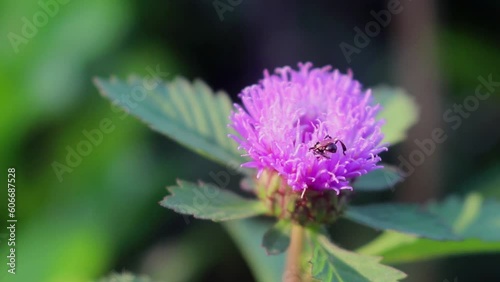 Trigona leviceps,stingless bee,kelulut, klanceng, Heterotrigona species, Lepidotrigona species  photo