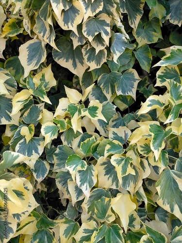 background of Hedera algeriensis,green and yellow leaves photo