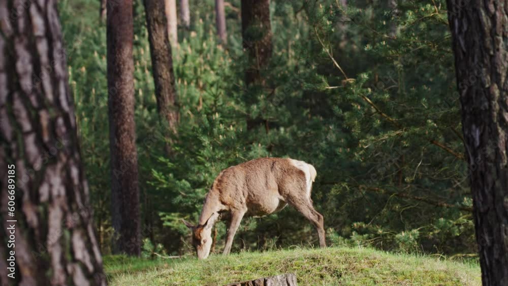Female red deer hind grazing in opening of The Veluwe woodland, Dutch wildlife Female red deer hind grazing in opening of The Veluwe woodland, Dutch wildlife