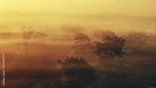 Low cinematic sunset flight among misty treetops of The Veluwe Dutch wilderness photo