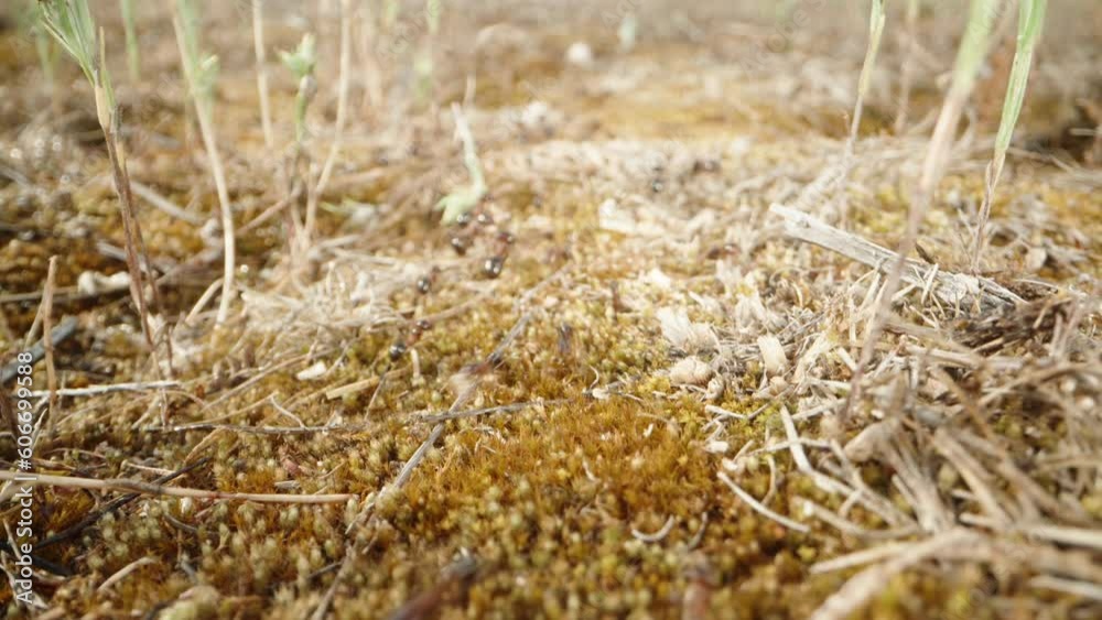 Busy ants march in unison, transporting dry foliage to their underground abode. Busy ants march in unison, transporting dry foliage to their underground abode.