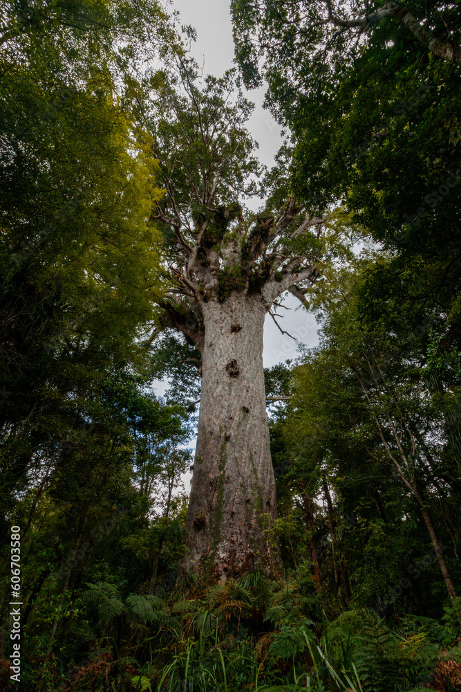 Fototapeta premium Tane Mahuta Baum, Neuseeland