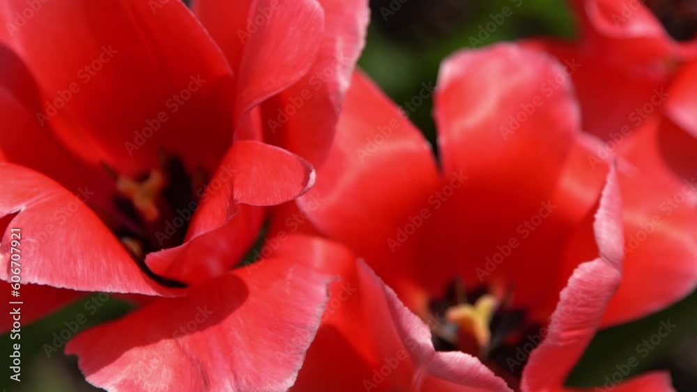 Red tulips bloom in spring. Blur bokeh. Tulip flower nature. Floral background. Botanical garden. Flowering buds. Blooming mood. Beautiful aesthetic petal plant. The swaying of the wind. Sunny day. Red tulips bloom in spring. Blur bokeh. Tulip flower nature. Floral background. Botanical garden. Flowering buds. Blooming mood. Beautiful aesthetic petal plant. The swaying of the wind. Sunny day.