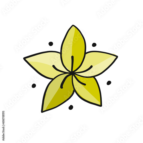 Plumeria, frangipani, flower isolated on white